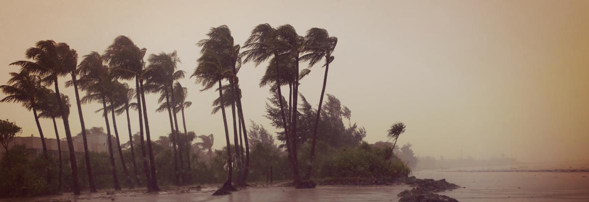 Palm trees along beach in storm