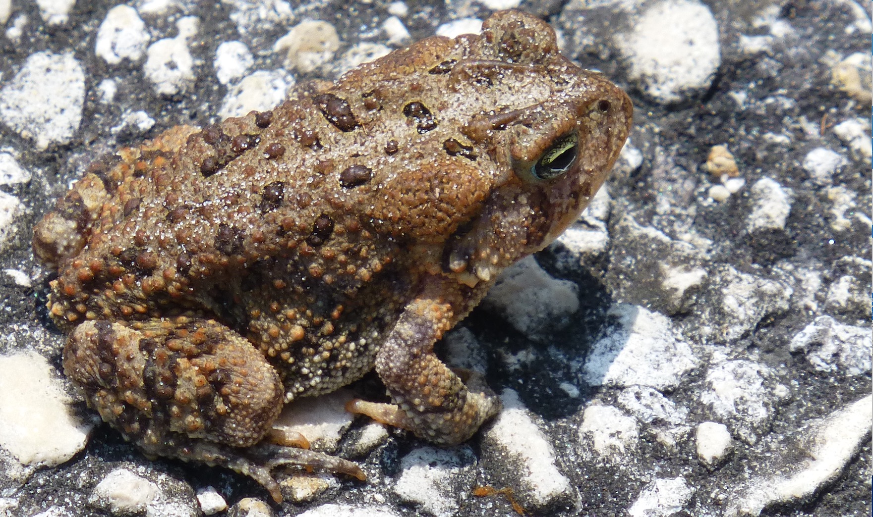 The Home Has 4 Bedrooms, 3 Baths and Giant Toxic Toads | Florida Realtors