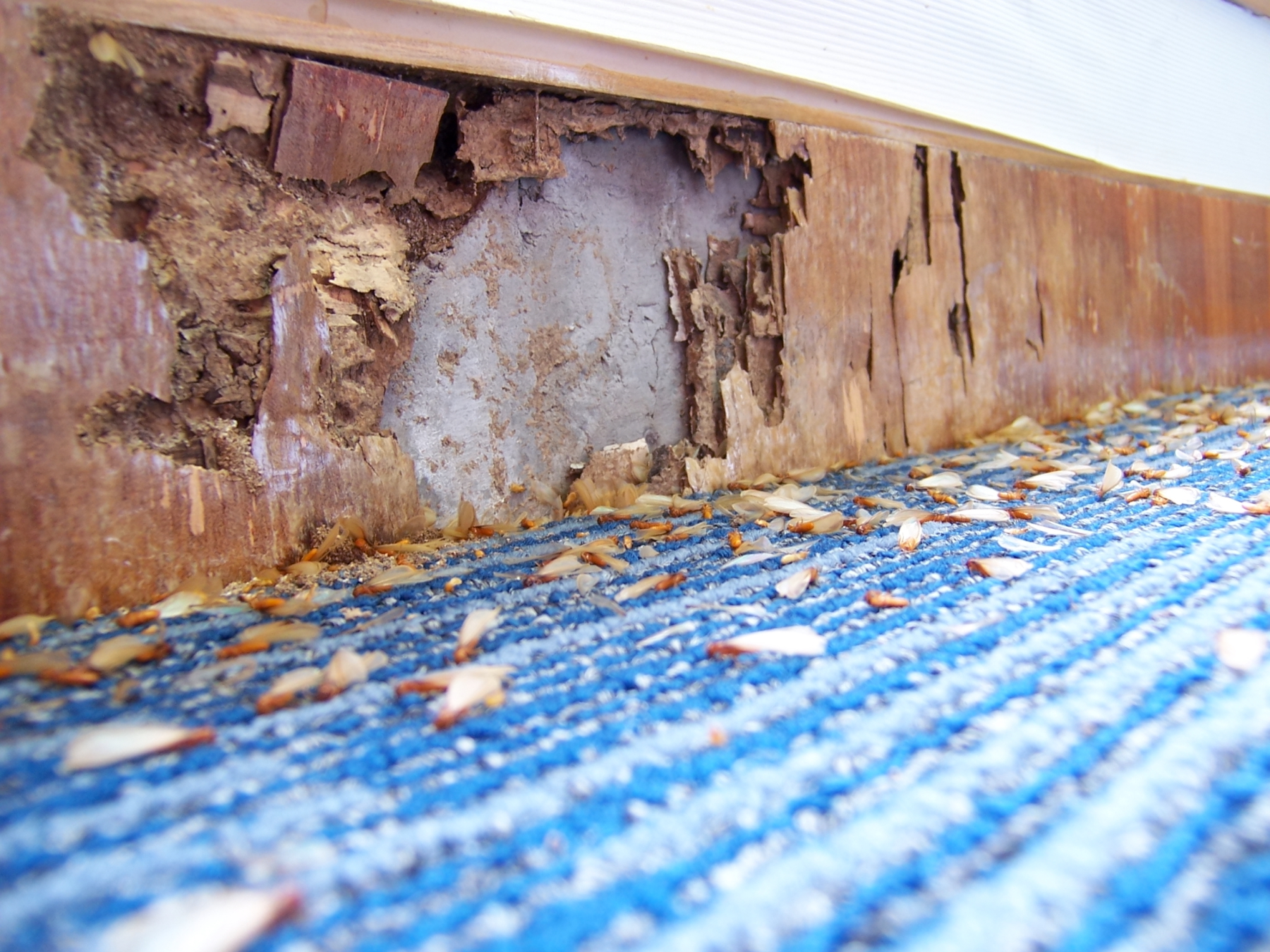 Can Tenants Be Forced Out for Termite Tenting?