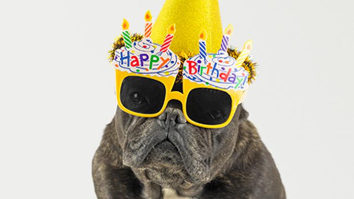 photo of a French bulldog with sunglasses that say Happy Birthday