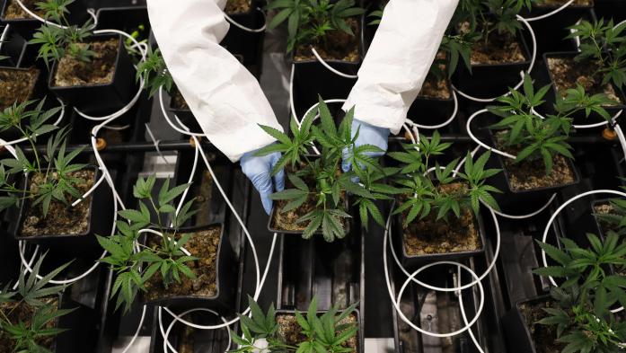 arms in labcoat holding marijuana plant
