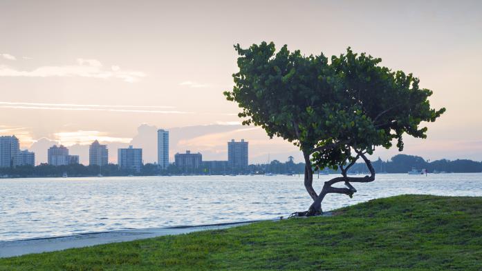 Sarasota, Florida skyline across water with tree in foreground