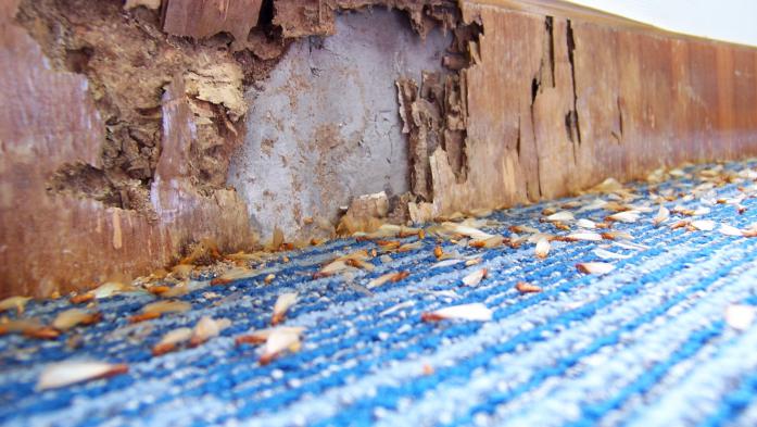 Wood wall damaged by termites